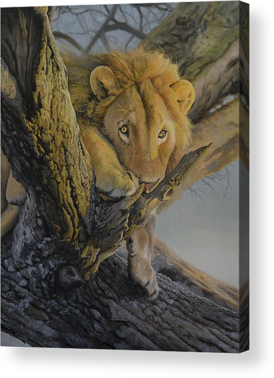Lion Acrylic Print featuring the painting African Lion by Charles Owens