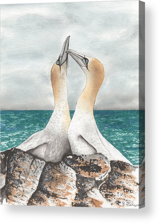 Albatross Watercolor Acrylic Print featuring the painting Albatross' Kissing by Bob Labno