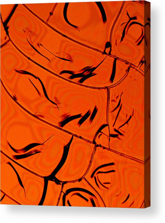 Abstract Acrylic Print featuring the photograph Albumin 6 by Ivan Amato