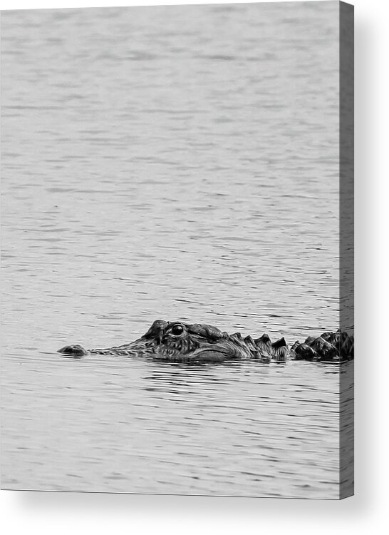 Alligator Acrylic Print featuring the photograph American Alligator in BW by Bryan Williams