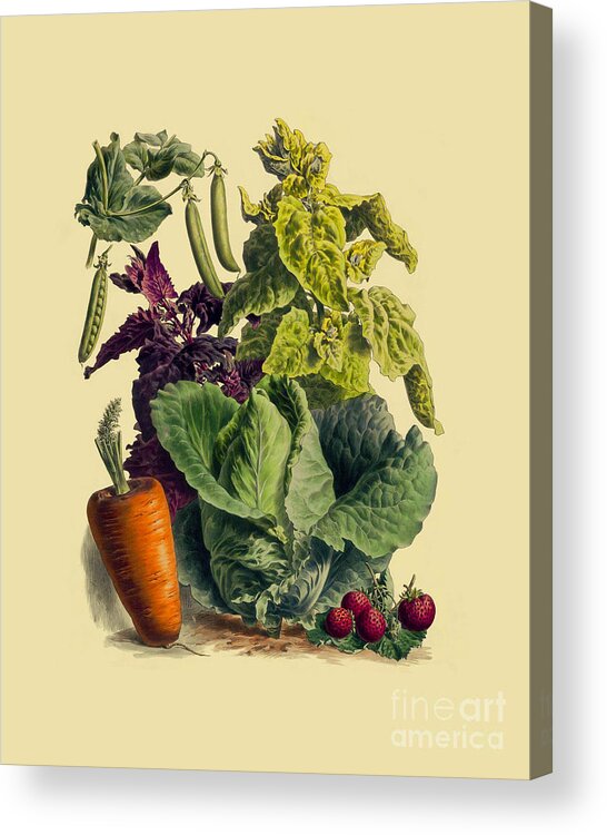 Vegetables Acrylic Print featuring the digital art Antique Kitchen Illustration by Madame Memento