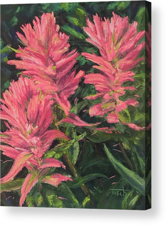 Flowers Wildflowers Acrylic Print featuring the pastel Apacuni Paintbrush by Lee Tisch Bialczak