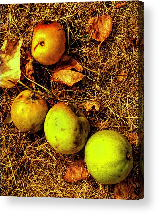 Apples Acrylic Print featuring the photograph Apples by Kathryn Alexander MA