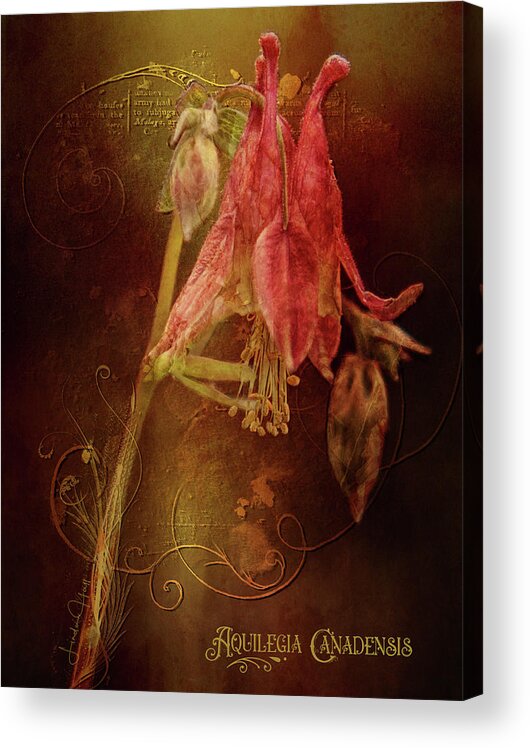 Flower Acrylic Print featuring the digital art Aquilegia Canadensis by Linda Lee Hall