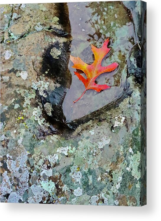 Autumn Acrylic Print featuring the photograph Autumn Colors by Sarah Lilja