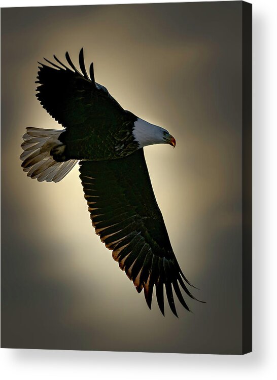 Eagle Acrylic Print featuring the photograph Backlit by Laura Hedien