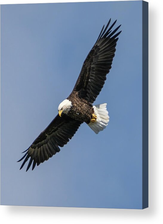 Eagle Acrylic Print featuring the photograph Bald Eagle by James Overesch