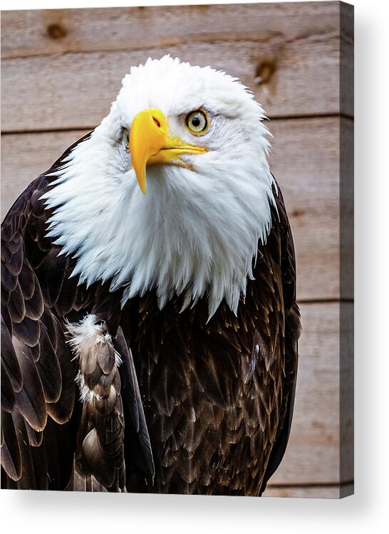 Bald Acrylic Print featuring the digital art Bald Eagle Ketchikan by SnapHappy Photos