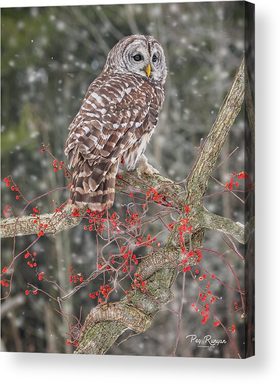 Owl Acrylic Print featuring the photograph Barred Owl and Berries by Peg Runyan