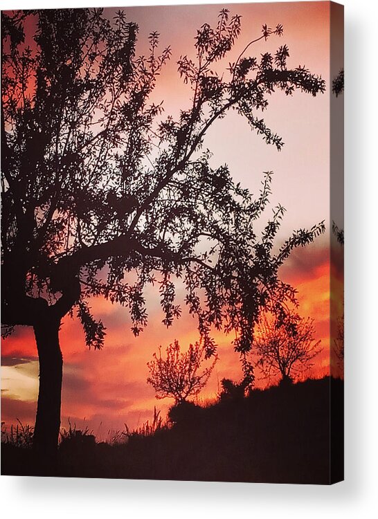 Colette Acrylic Print featuring the photograph Beautiful evening in Spain by Colette V Hera Guggenheim