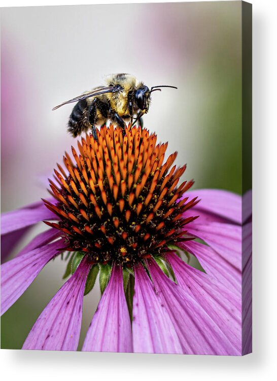 Bee Acrylic Print featuring the photograph Bee claiming the flower by Rick Nelson