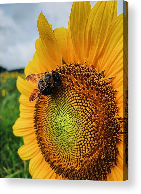Bee Acrylic Print featuring the photograph Bee on Sunflower by Rick Nelson