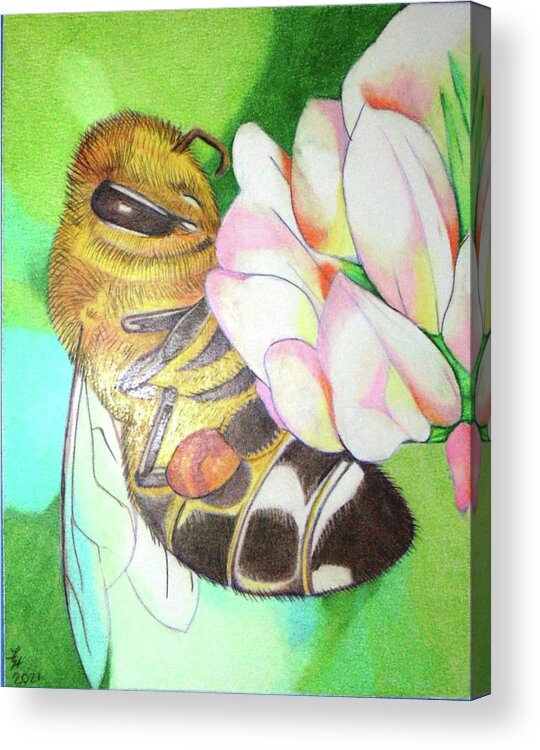  Acrylic Print featuring the drawing Beginning of Spring by Loretta Nash