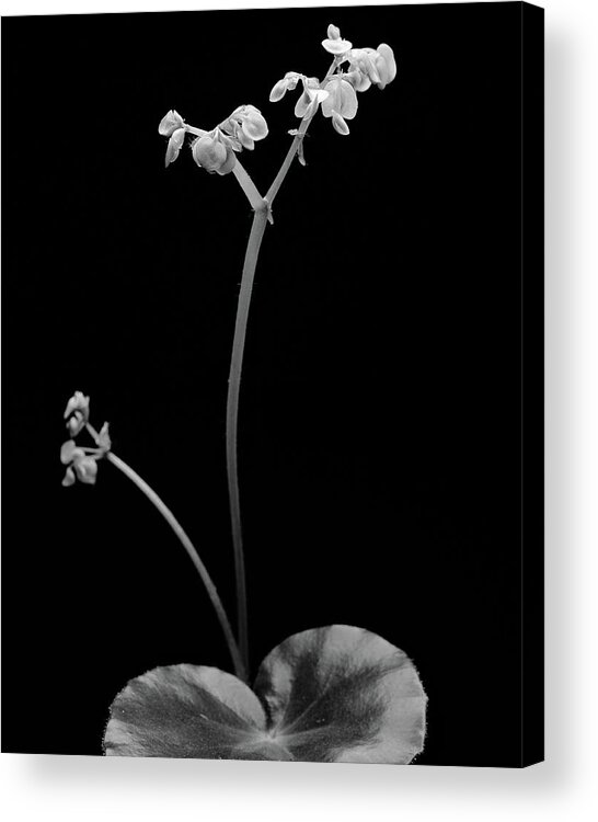 Begonia Acrylic Print featuring the photograph Begonia No. 4 by Stephen Russell Shilling