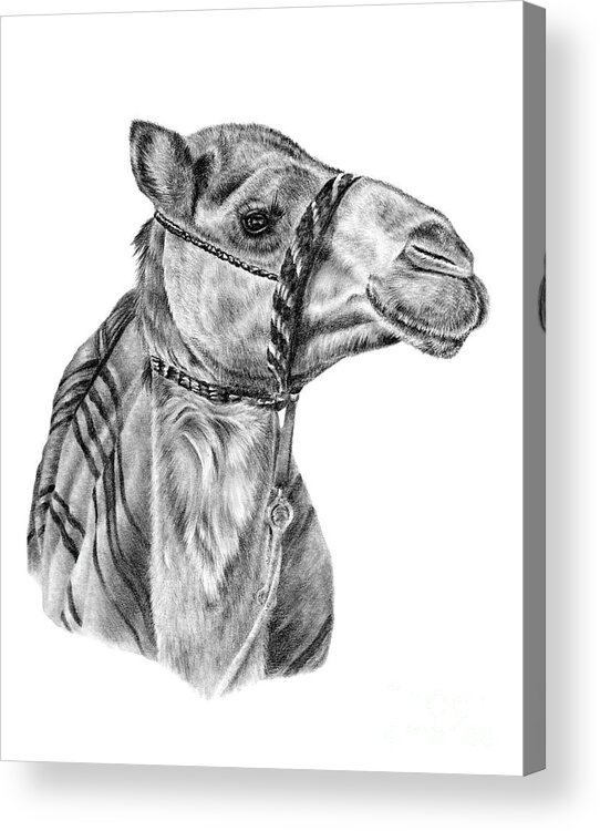 Camel Acrylic Print featuring the drawing Best Blanket Day by Pencil Paws