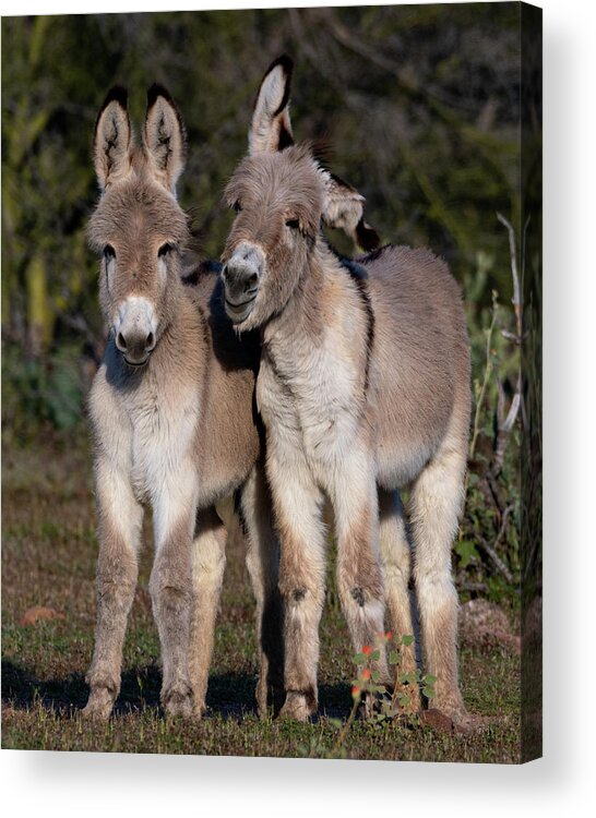 Wild Burros Acrylic Print featuring the photograph Best friends by Mary Hone