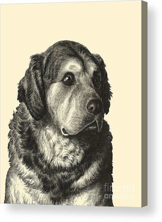Pyrenean Mountain Dog Acrylic Print featuring the digital art Big Cute Dog Portrait by Madame Memento
