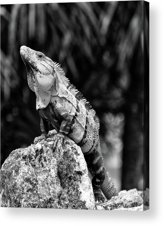 Iguana Acrylic Print featuring the photograph Big Lizard in My Backyard by Brad Barton
