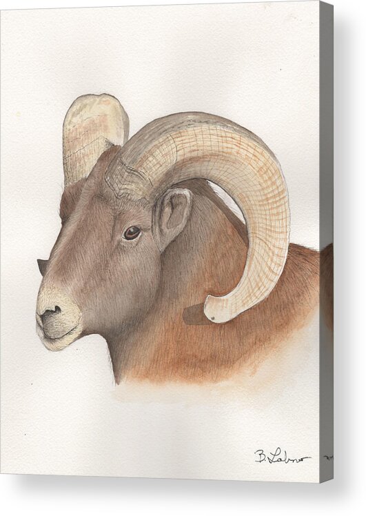 Bighorn Sheep Acrylic Print featuring the painting Bighorn Sheep by Bob Labno