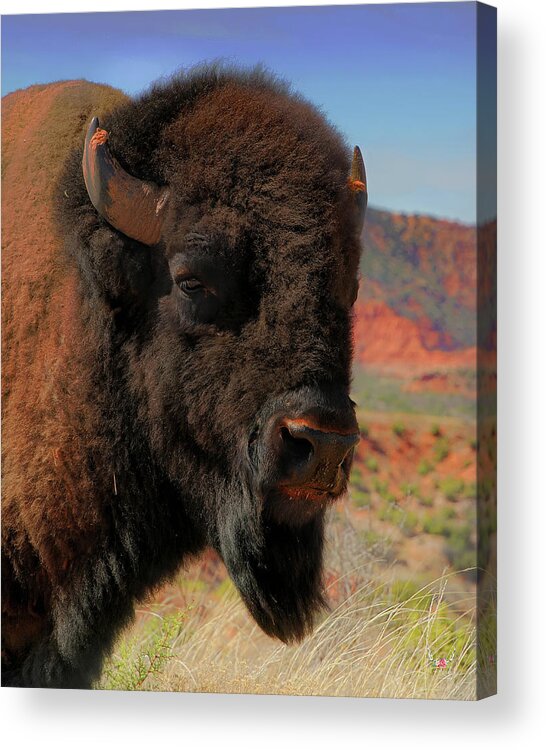 Bison Acrylic Print featuring the photograph Bison Portrait by Pam Rendall