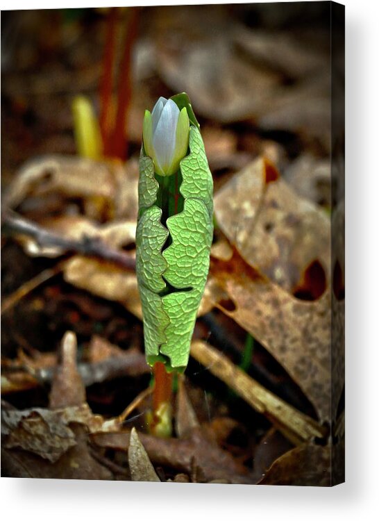 Bloodroot Acrylic Print featuring the photograph Bloodroot Unfolding by Sarah Lilja