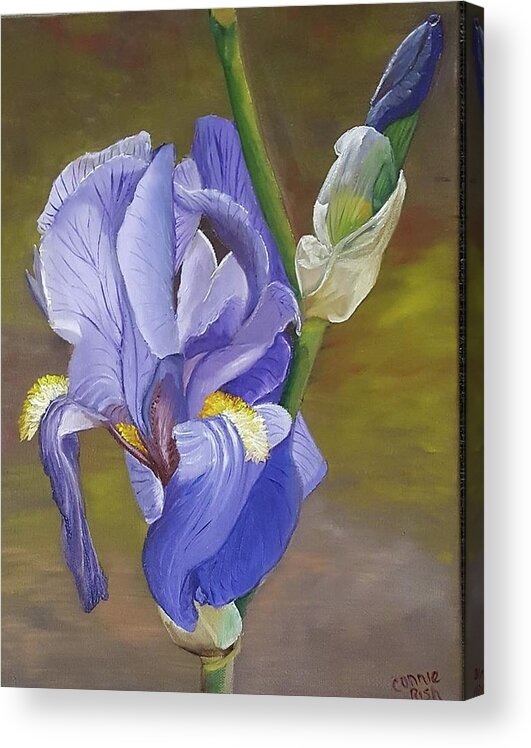Iris Painting Acrylic Print featuring the painting Blue Violet Iris by Connie Rish