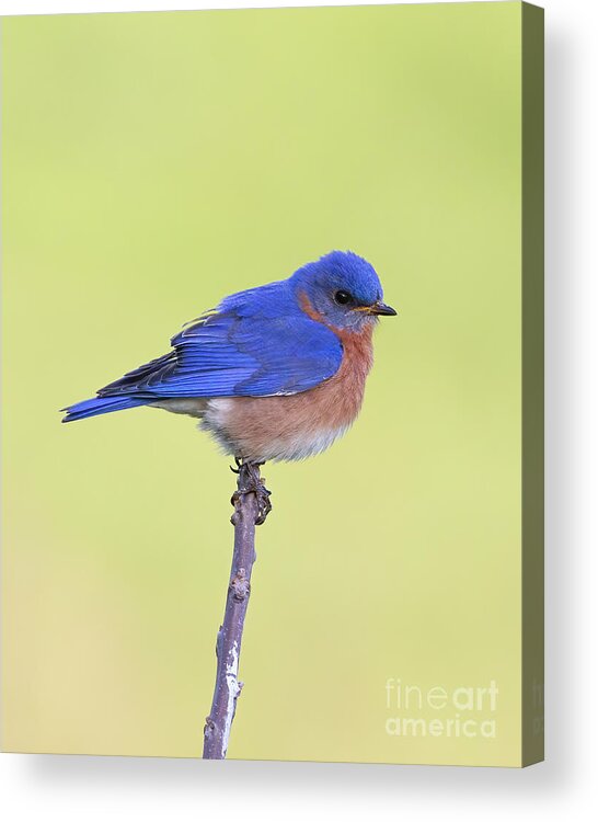 Animals Acrylic Print featuring the photograph Perched Bluebird 1 by Chris Scroggins