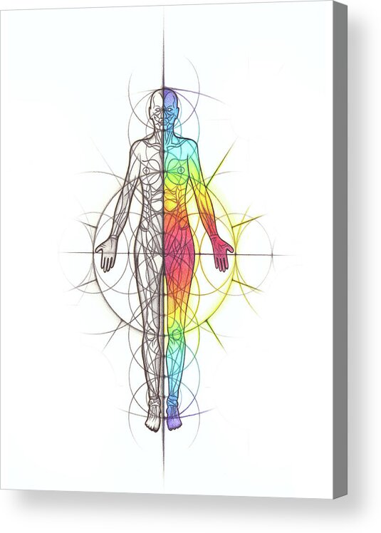 Human Acrylic Print featuring the drawing Body Anatomy Geometry Spectrum by Nathalie Strassburg