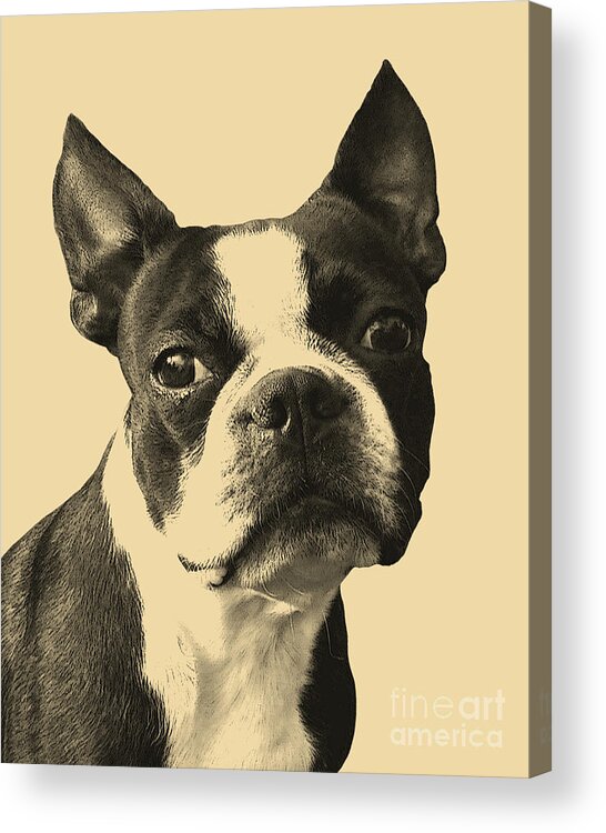Boston Terrier Acrylic Print featuring the digital art Boston Terrier Portrait by Madame Memento