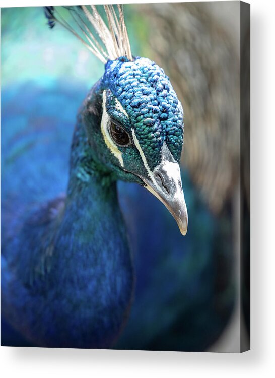 Bronx Zoo Acrylic Print featuring the photograph Bronx Peacock by Kevin Suttlehan