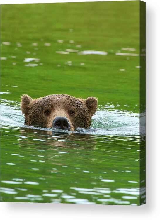 Alaska Acrylic Print featuring the photograph Brown Bear submerged BE10586 by Mark Graf