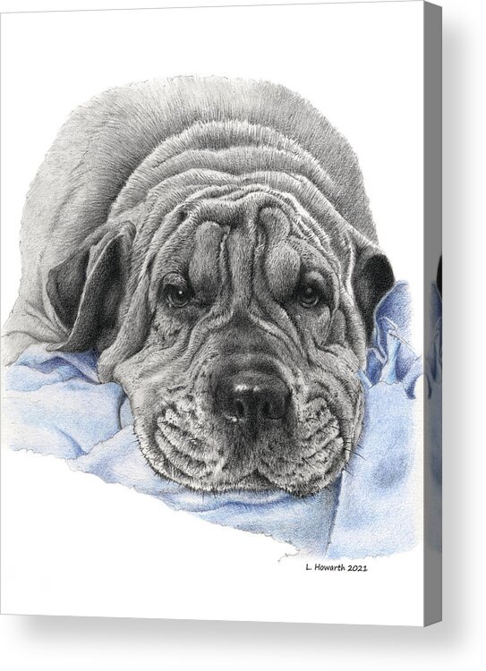 Dog Acrylic Print featuring the drawing Bubba by Louise Howarth