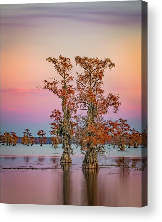 Caddo Lake Acrylic Print featuring the photograph Caddo Giants by David Downs