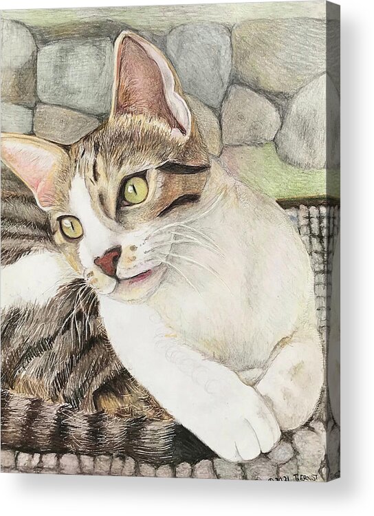 Cat Acrylic Print featuring the drawing Cat's eyes by Tim Ernst