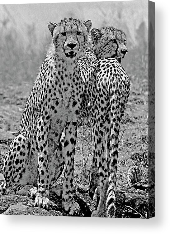 Cheetah Cat Acrylic Print featuring the photograph Cheetah Pair by Larry Linton