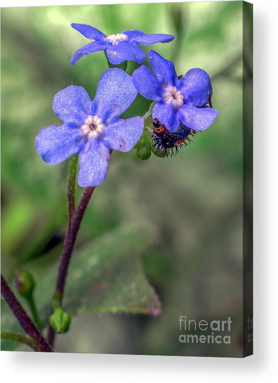 Coccinella Acrylic Print featuring the photograph Coccinella septempunctata on Brunnera macrophylla by Gemma Mae Flores Sellers