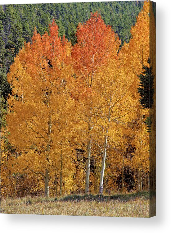 Colorado Acrylic Print featuring the photograph Colorado Fall Colors by Bob Falcone