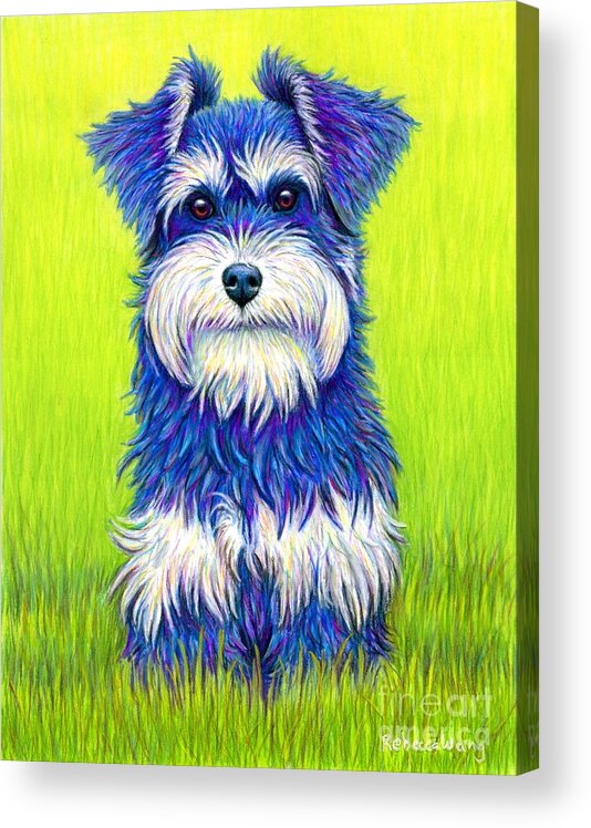 Miniature Schnauzer Acrylic Print featuring the drawing Colorful Miniature Schnauzer Dog by Rebecca Wang