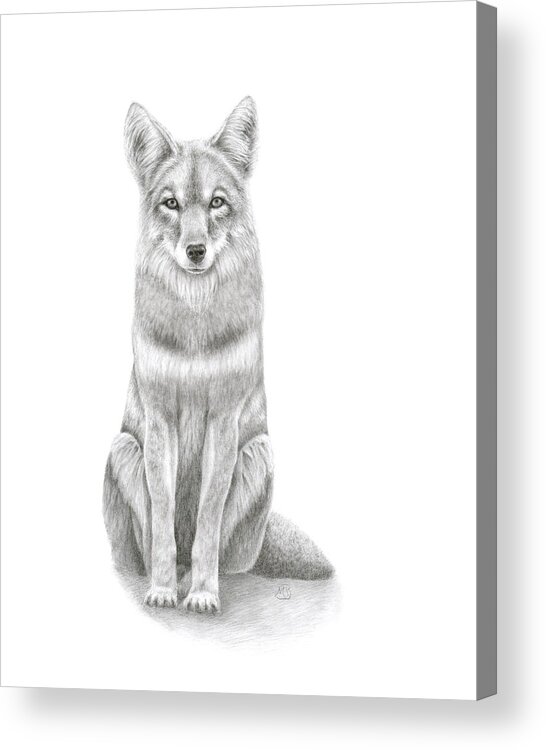 Coyote Acrylic Print featuring the drawing Coyote by Monica Burnette