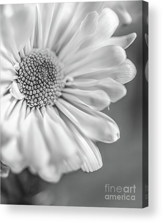 Flower Acrylic Print featuring the photograph Daisy BW by Edward Fielding