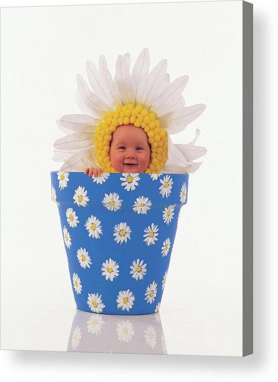 Color Acrylic Print featuring the photograph Daisy Flowerpot by Anne Geddes