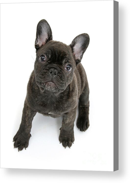 French Bulldog Acrylic Print featuring the photograph Dark Brindle Frenchie by Warren Photographic