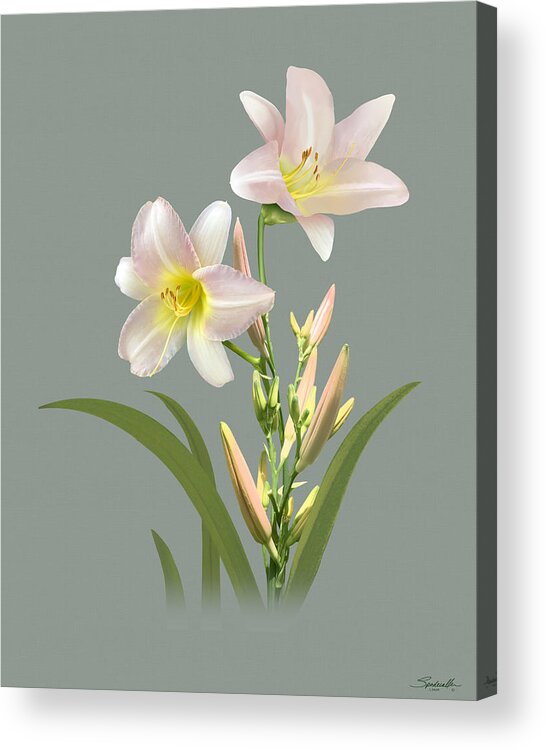 Flower Acrylic Print featuring the digital art Spade's Daylily by M Spadecaller