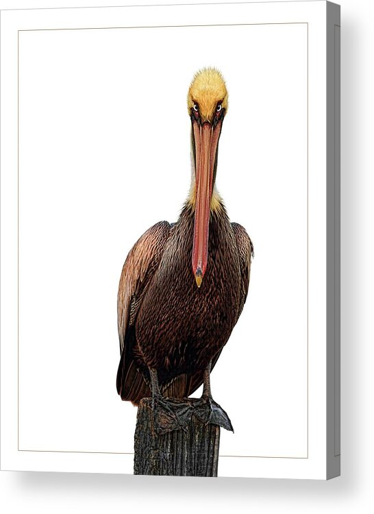 Pelican Acrylic Print featuring the digital art Disapproving Pelican by Brad Barton