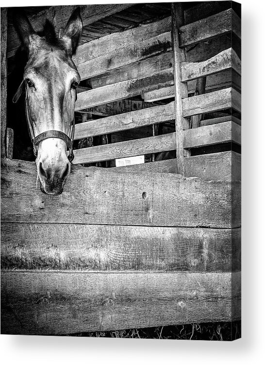  Acrylic Print featuring the photograph Donkey by Steve Stanger