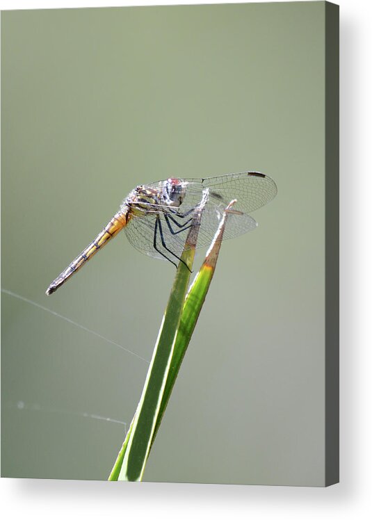  Acrylic Print featuring the photograph Dragon 2 by David Armstrong