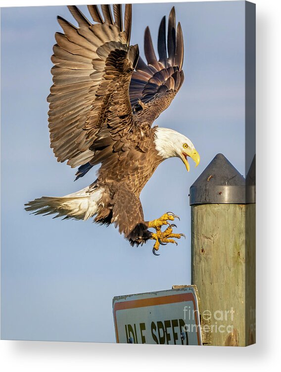 Eagle Acrylic Print featuring the photograph Eagle Landing Approach by Tom Claud