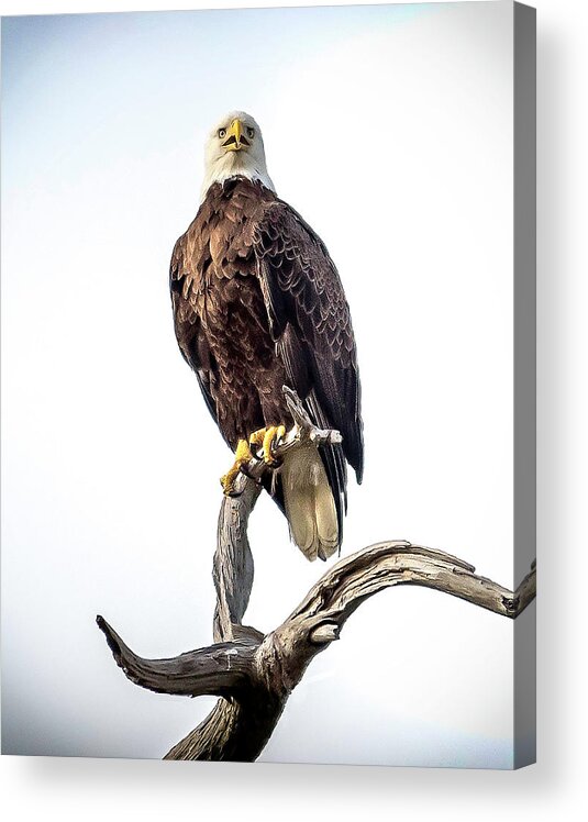 Eagle Acrylic Print featuring the photograph Eagle One by Pete Rems
