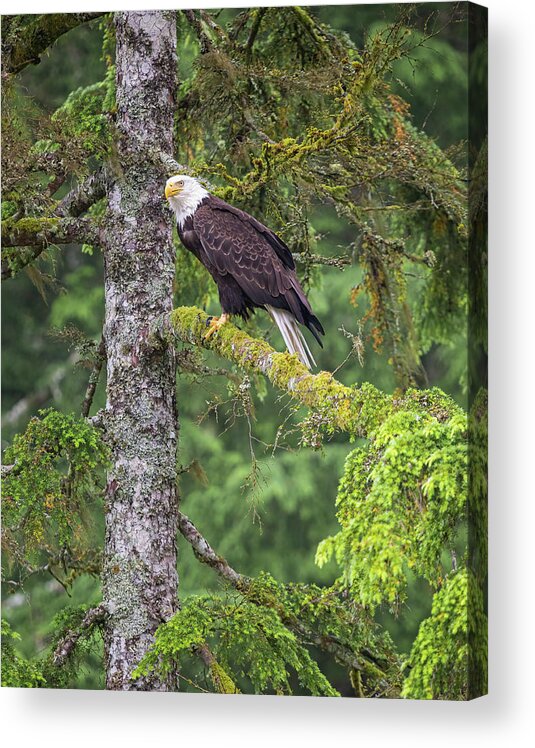 Eagle Acrylic Print featuring the photograph Eagle Tree by Michael Rauwolf