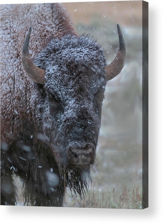 Buffalo Acrylic Print featuring the photograph Early Spring Late Snow Buffalo by Gary Langley